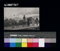 藏品(原住民風俗明信片：牛車運輸)的圖片